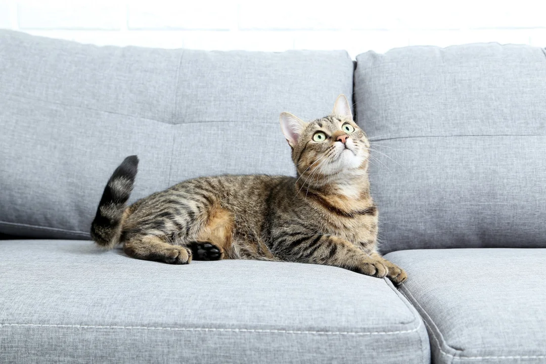 Evde Kedi Besleyenler Koltuk Alırken Nelere Dikkat Etmeli?